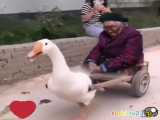 سوار شدن پیره زن روی  اردک