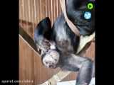 دوش گرفتن حیوانات در باغ وحش ایرکوتسک در هوای بسیار گرم