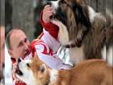 هشت تا از ترسناکترین و خطرناکترین بهترین سگ های جهان بادی گارد جناب پوتین HD