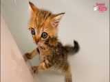 یاد گرفتن اولین شنای بچه گربه ها در وان حمام