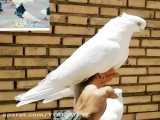 کبوتر سفید اراکی