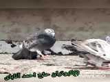 کبوترهای مست حاج احمد اتابای