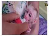 شیر خوردن و اشک ریختن نوزاد میمون