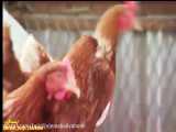 پرورش مرغ سیار مرغ بومی - پرورش مرغ با کاهش هزینه