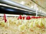 پرورش مرغ گوشتی یک روزه در سالن بزرگ ارگانیک