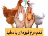 پرورش مرغ - مرغ بومی تولید تخم مرغ قهوه ای یا سفید