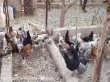 پرورش مرغ - مرغ بومی - پرورش مرغ و خروس گلین بومی و محلی