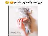 گربه کیوت!*