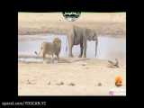 حمله شیرها به یک فیل جوان / کلیپ نبرد دیدنی حیوانات / جنگ حیوانات وحشی