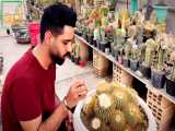 تیزر معرفی امیدکاکتوس
