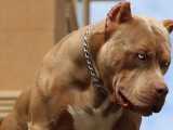 پیت بول از خودگذشته ترین سگ بادیگارد در جهان