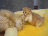 بازی بچه گربه ناز با مادرش