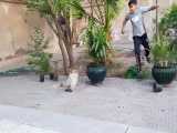 دمبال بازی سگ با یک پسر بچه