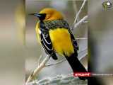 زیباترین پرنده های جهان