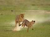 حیات وحش، شکار یوزپلنگ/سریع ترین شکارچی/شکست چیتا در شکار
