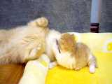 بازی بچه گربه ناز با مامانش