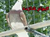 کبوتر شازده قرمز