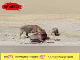 زنده خواری حیوانات / خوردن زنده زنده گوزن آفریقایی توسط کفتار