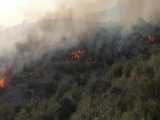 آتش سوزی در مناطق جنگلی 