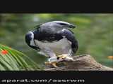 قوی ترین پرنده جهان : عقاب هارپی