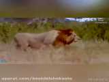 فیلم حیات وحش /  شیرها از کشتار توله کفتار ها تا شکار / جنگ دیدنی حیوانات