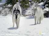 حیات وحش.تلاش گرگ ها برای شکار گوزن /  جنگ و نبرد دیدنی حیوانات وحشی
