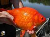 کشف ماهی قرمز غول‌ پیکر در دریاچه