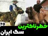 معرفی خطرناکترین سگ های ایرانی