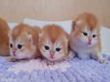 ملاقات بچه گربه های کوچک با مادرشون