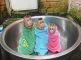 حمام کردن سه میمون کوچولوی بامزه