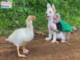 بچه میمون سگ و اردک را نوازش می‌کند