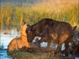 مستند حیات وحش - بوفالو در چنگال شکارهای حیات وحش