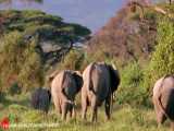 صحنه های بسیار جالب و تماشایی از حمله کوروکودیل ها به گله فیل ها