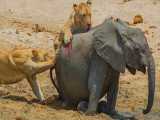 مستند حیات وحش مبارزه شیر و فیل