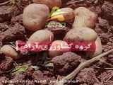 سیب زمینی جلی کشت منطقه خرم آباد