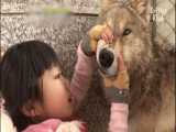 دوستی کودک با گرگ وحشی