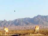 تولد اولین گورخر در پارک ملی کویر مرکزی / مستند حیات وحش