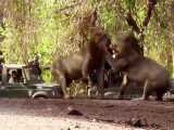 جنگ خطرناک شیرها  /   لحظه ای نادر در جنگل   / نبرد دیدنی حیوانات