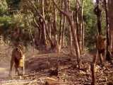 Video جنگ در جنگل   /    جنگ دیدنی شیر  ها دانگل   آسیا  مبارزه کردن