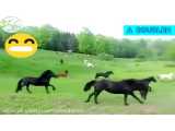 دوبله طنز روی حیوانات