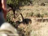 شکار شیرهای آفریقایی با اسلحه های بی رحمانه / شکار دیدنی حیوانات وحشی