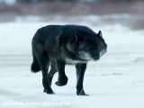تصویری کوتاه ولی زیبا از گرگ ماده خاکستری در کانادا