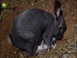 فیلم ترسناک حیوانات تعحب دانشمندان زنده بگورکردن بچه خرگوش ها توسط مادر HD