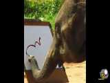 فیل باهوشی که عکس خودش رو روی بوم نقاشی میکنه