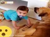 دریدن کودک خردسال توسط سگ خانگی