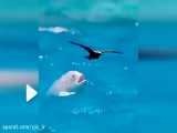 شکار جانانه پرنده‌های درحال پرواز توسط ماهی‌های گرسنه