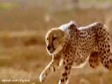 حیات وحش، شکارهای دیدنی یوزپلنگ/سریعترین شکارچی وحش
