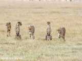 حیات وحش : شکار های دیدنی یوزپلنگ