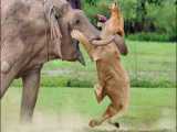 مستند حیات وحش - خشم فیل در هنگام شکار شیر