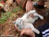 نجات زندگی بچه گربه در آخرین دقایق